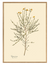 Cytisus Tener Botanical Print ships from Canada worldwide including the USA poster