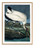 wood Ibis bird of america audubon reproduction Print Poster 50x70cm, 20x28"