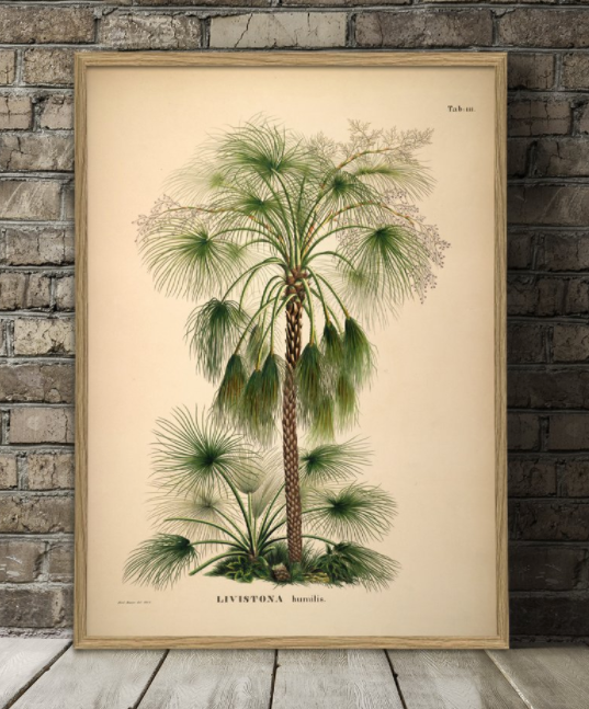 Posters and Prints