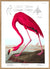American Pink Flamingo Audubon reproduction Poster Print 12x16" 30x40cm Poster Art Dybdahl in Canada