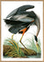 Great Blue Heron Printed Poster 30x40cm 12x16" Birds of America in Canada