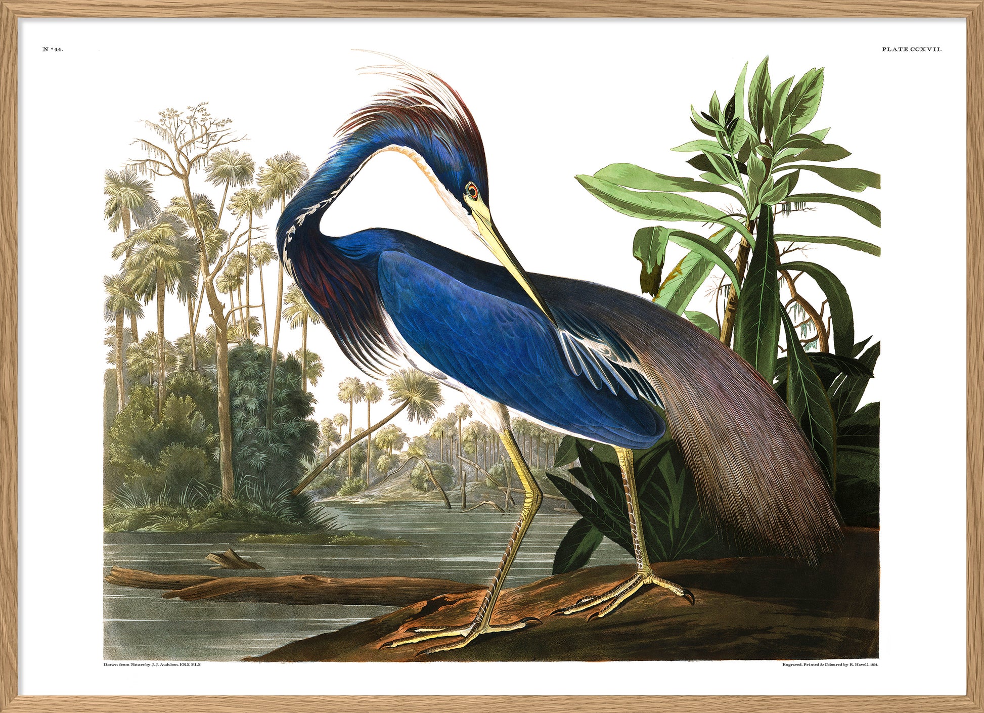 Louisiana Heron print Poster Art Vintage Reproduction Dybdahl 12x16" 30x40cm