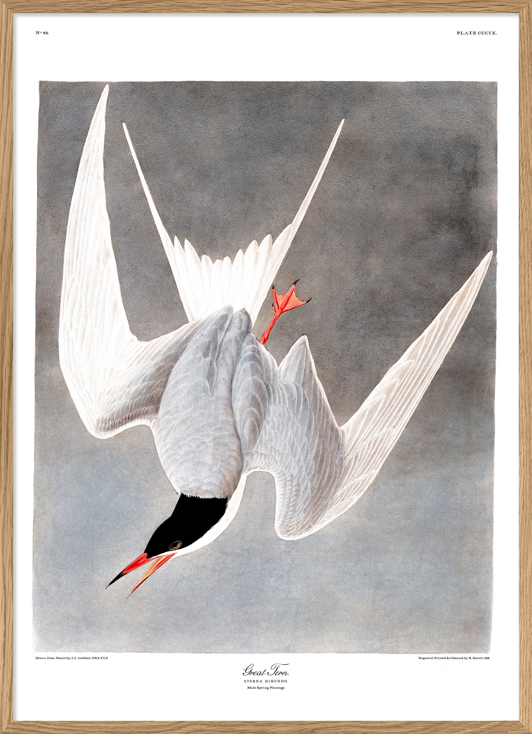 Great Tern Art Poster Print 30x40cm 12x16" Dybdahl now in Canada