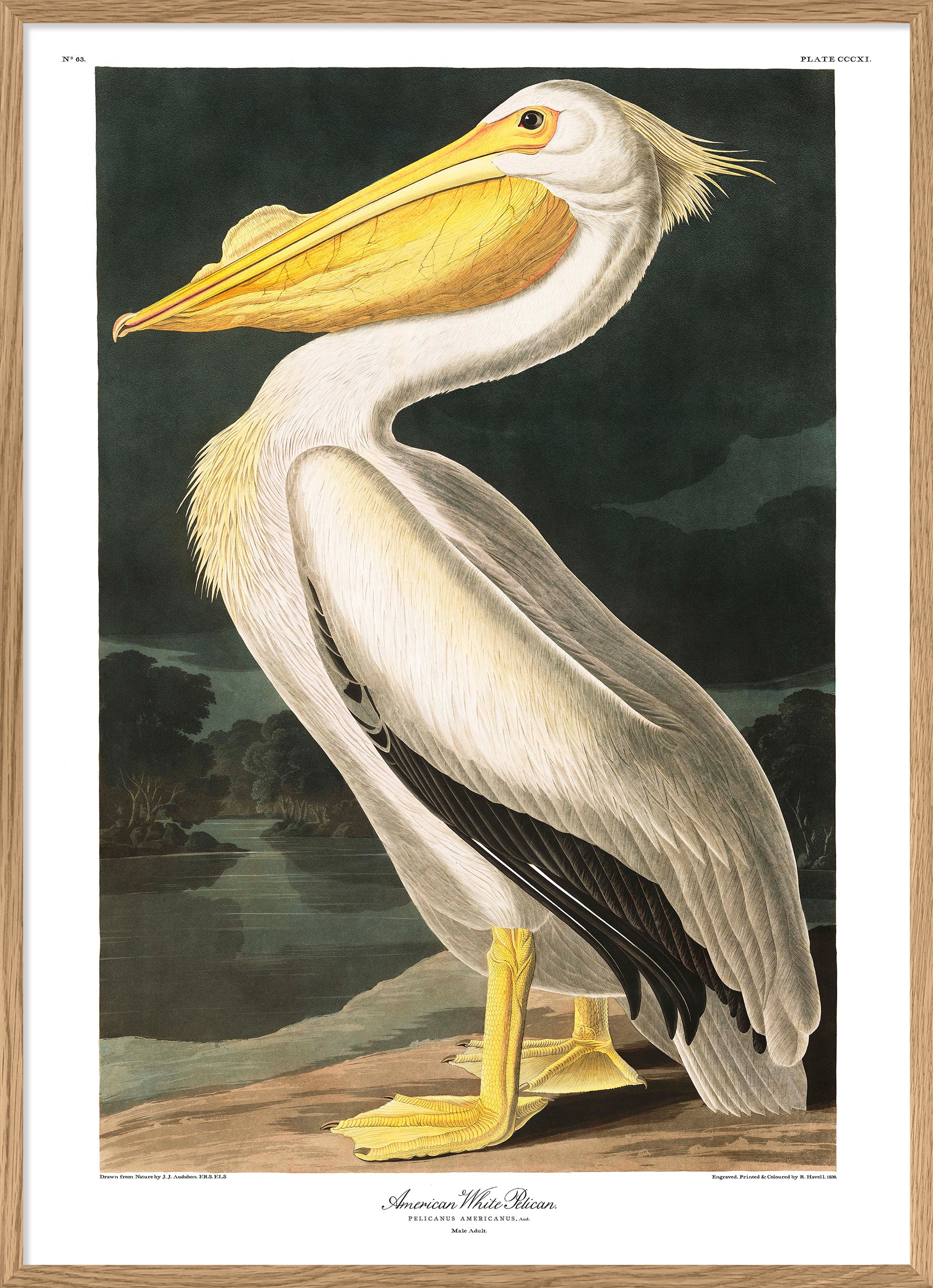 American White Pelican Poster Print 12x16" 28x40" Dybdahl now in Canada