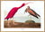 Audubon reproduction Scarlet Ibis pink bird poster print dybdahl birds of america collection