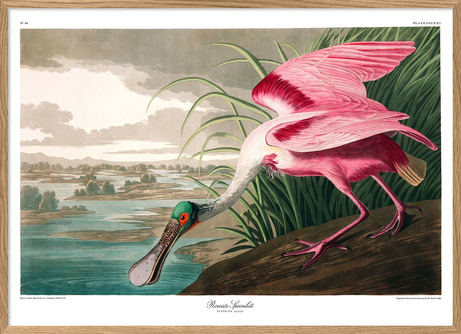 Roseate Spoonbill Print Art Poster pink 20x28" 50x70cm Dybdahl