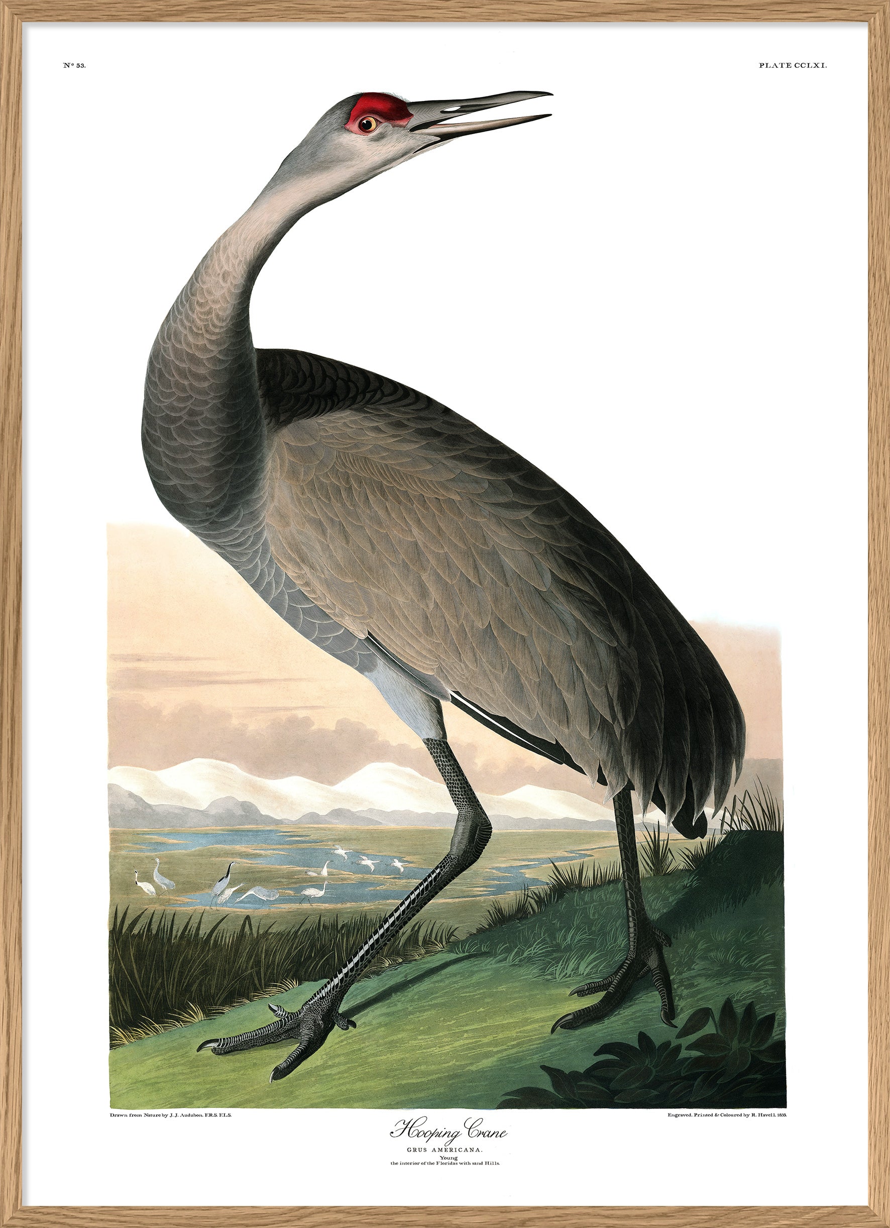 Hooping Crane Audubon Reproduction Print Poster from Dybdahl Birds of America Series