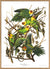 Audubon reproduction Carolina Parrot print Poster from Dybdahls Birds of America Series