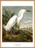 Audubon reproduction snowy heron print poster from Dybdahl birds of america series