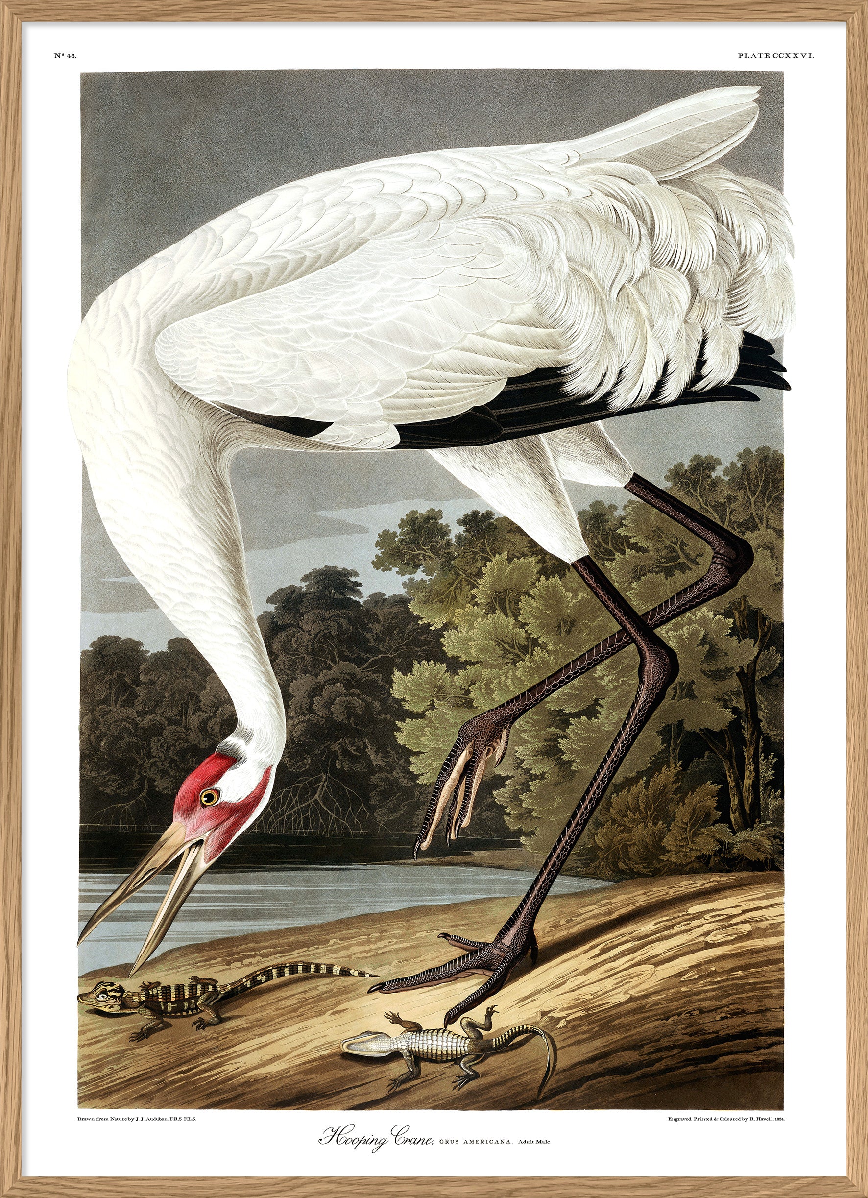 Audubon Whooping Crane Reproduction poster print from Dybdahls Birds of America Series
