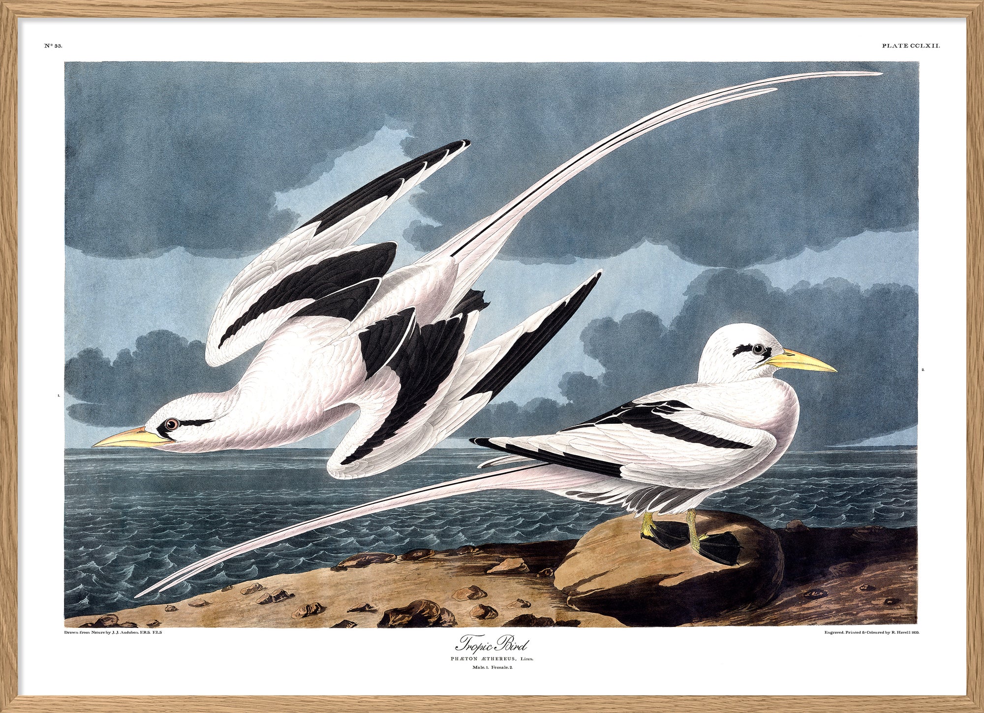 Audubon reproduction Pelagic Sea Birds print poster from Dybdahls Birds of America series in Canada