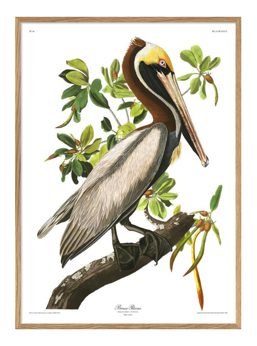 Brown Pelican Print Poster 50x70cm, 20x28"