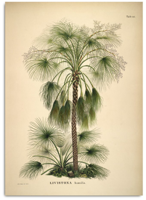 Palm tree botanical print large ships from canada worldwide Livistona Humilis poster