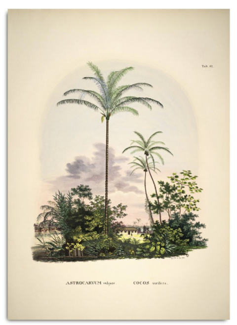 ASTROCARYUM VULGARE COCOS NUEIFARE. BOTANICAL PALM PRINT Poster 50x70cm canada