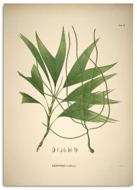 GEONOMA LAXIFLORA. BOTANICAL PALM PRINT Poster 30x40cm canada