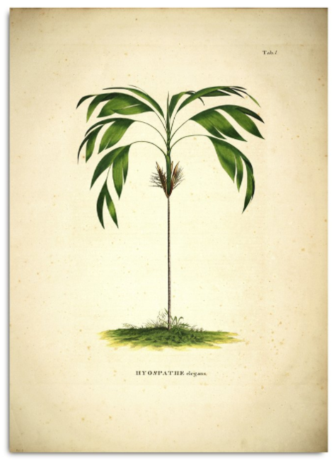 HYOSPATHE ELEGANS. BOTANICAL PALM PRINT Poster Canada Dybdahl 30x40cm