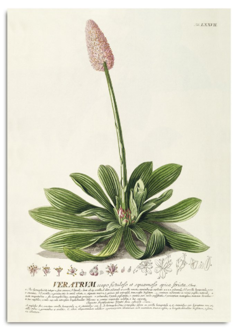 VERATRUM. PLANT POSTER Pink 30x40cm 12x16" Canada print