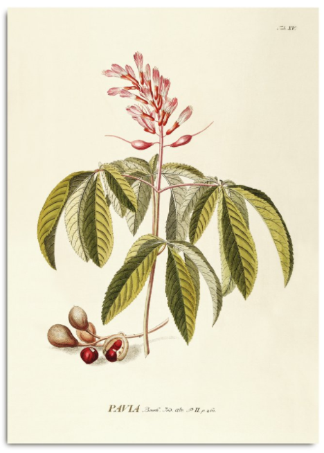 PAUIA. PLANT POSTER Print dybdahl canada 30x40cm 12x16"