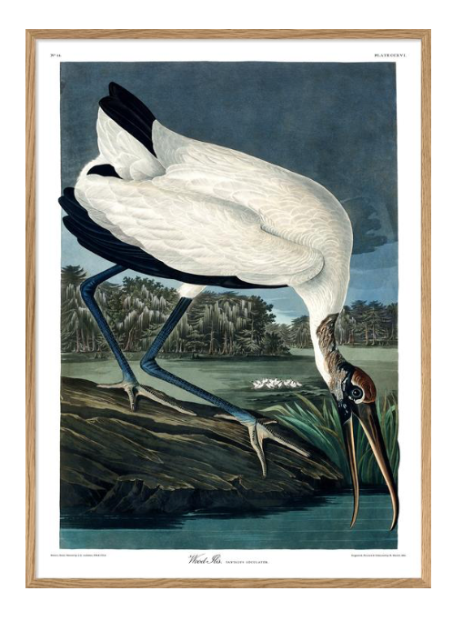 wood Ibis bird of america audubon reproduction Print Poster 50x70cm, 20x28"